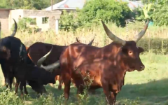 Luxury meets tradition in colourful Limpopo 