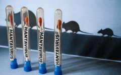 Hantavirus 2