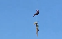 The crocodile being transported.
