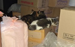Cats lying on top of boxes. eNCA/Aviwe Mtila