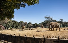 Johannesburg Zoo's remaining elephants