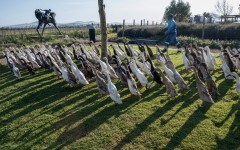 Indian Runner Ducks