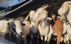 A search of the vehicle led to the recovery of 20 goats. X/SAPoliceService