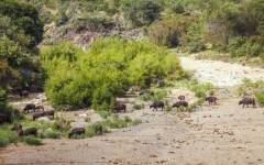 A buffalo herd crossing dry riverbed in the Kruger National Park. Patrice Correia/Biosphoto via AFP