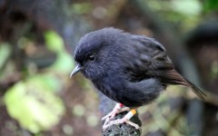 The critically endangered black robin on a branch on Chatham Island. Calen Teague/Royal Forest & Bird Society of New Zealand