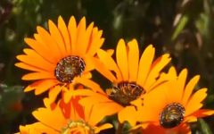 Stop and smell the fynbos as flower season opens at the West Coast National Park near Saldanha Bay.