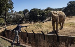 Pinky Modina, a pachydermist at the Johannesburg Zoo, feeds Ramadiba, one of the three remaining elephants in Johannesburg. AFP/Phill Magakoe