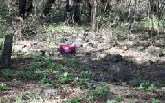  Police are combing an active crime scene in Atteridgeville, searching for a suspect accused of kidnapping a child reportedly raping the mother.