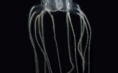 The jellyfish get by alright with far fewer neurons than tiny fruit flies have in their brains