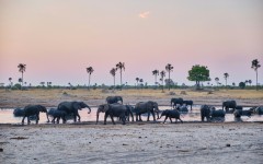 Elephants drink at watering hole at Hwange National Park, where communities are helping to track the animals to avoid human-wildlife conflict