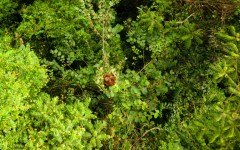 All three species of orangutan are critically endangered