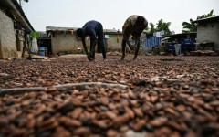 Cocoa accounts for 14 percent of Ivory Coast's gross domestic product