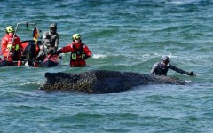 Divers try to help the whale free itself on March 26, 2026