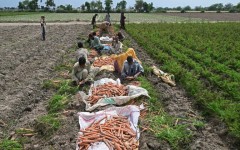 Farmers already facing high fertiliser and fuel costs could face drought or floods caused by El Nino