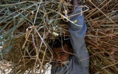 A farmer carries a load of wheat straw after threshing in a field in the village of Maraziq, about 30 kilometres south of Giza