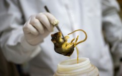 A researcher holds a preserved specimen of a Graomys chacoensis rodent at the Faculty of Exact, Physical and Natural Sciences in Cordoba, Argentina