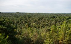 Like humans cooling themselves through sweat, trees regulate temperature through a process called transpiration.