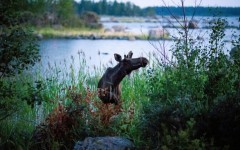 Moose in Scandinavia, like this bull shown in Finland in 2018, usually avoid metropolitan areas