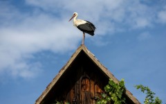 The storks' return is seen as a sign of the changing of the seasons and a symbol of fertility