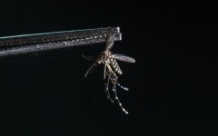 Mosquitoes and the diseases they transmit are a growing concern as climate change expands the area the insects roam