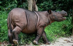 Officials hope to breed Bornean rhinos with Sumatran rhinos to preserve their dwindling genetic heritage