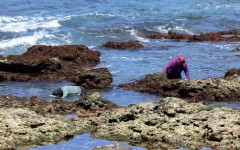Once dried, 300 grams (0.7 pounds) of Gelidium algae can produce about 50 bottles of refreshing agar-agar cooler
