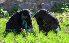 In northeastern Afghanistan women farmers are playing a vital role in the survival of their communities