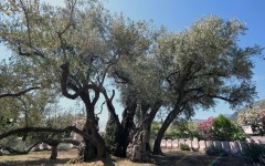 The old olive tree in Bar has had years of restorative work