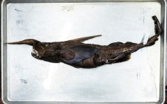 Scientists are determining whether a new species of ghost shark has been discovered in waters off Costa Rica