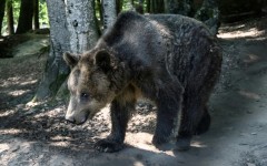 A blind brown bear at the Arcturos Sanctuary in northwest Greece where the growing bear population has fueled complaints from farmers over crop damage and bear sightings near homes