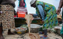 Guitarfish are among the world's most threatened marine fish, red-listed as 'critically endangered' by the International Union for Conservation of Nature