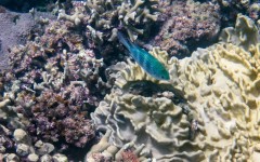 Despite covering only 0.1 percent of the Earth's surface, coral reefs are home to roughly a quarter of the world's marine fish species
