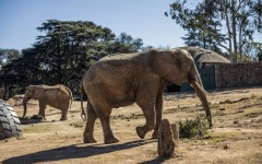 The elephants in the Johannesburg zoo are the last in an urban zoo environment on the entire continent, campaigners say