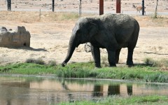 An Asian elephant drinks from a pond at the Safari Madrid wildlife park in Aldea del Fresno, west of Madrid