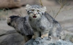 Pallas's cat kittens, a species considered to be the world's oldest living feline, are seen in their enclosure at Kobe Animal Kingdom
