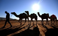 In the Australian outback, camels are used for wild races, an alternative milk source and even to make beer