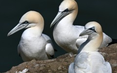 Gannets nesting in northern England