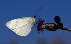 Butterflies are adapting to climate change by adjusting the geographic range where they live and breed.