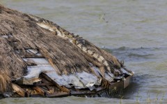 Crocodiles and hippos are moving closer to homes as lake water expands in Kenya's Rift Valley