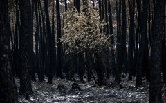 The aftermath of a forest fire in southwest France in August. Wildfires are 'the fastest-growing weather peril globally', Swiss Re says