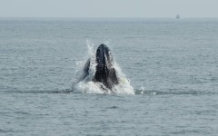 A humpback whale surfaces in the Atlantic Ocean off the coast of New York City on August 13, 2026