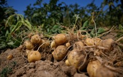 Potatoes are big business in Belgium, the world's top exporter of frozen fries