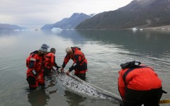 This August 2017 photo provided by The Greenland Institute of Natural Resources shows a narwhal being tagged by scientists in Hjornedal, Scoresby Sound, Greenland
