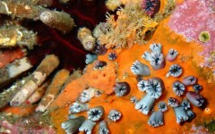 A rich collection of living and fossilized corals is present in the Galapagos Islands, the volcanic archipelago off the west coast of Ecuador, right at the heart of the eastern Pacific El Nino zone.