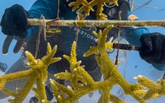 Some coral species with fast-growing branches are planted onto "coral trees" that look like old television antennas and are suspended in the water column, with floats to keep them upright