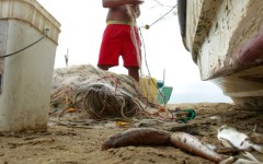 Ecuadoran fishermen are used to netting big tuna like albacore and bonito but as El Nino turns up the heat are finding only small specimens in their half-empty nets