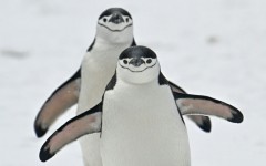The chinstrap penguin population of a volcanic island near Antarctica has fallen by two thirds.