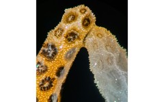 A new lab study by scientists at Stanford University finds that simply placing healthy, colorful coral in contact with their bleached counterparts is enough to bring the dying ones back from the brink