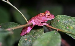 Observing and logging wildlife can be particularly challenging in tropical regions such as Borneo, where areas rich in species can be hard to reach