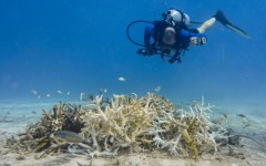 Marine scientist David Obura said the exceptional El Nino pattern building strength in the tropical Pacific could drive vulnerable coral species even closer toward extinction.
